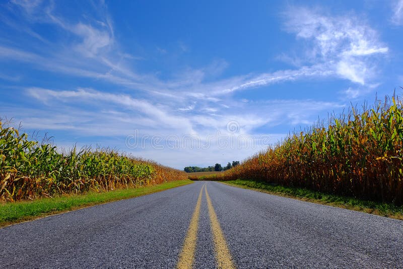 Paved Road Through Corn Field