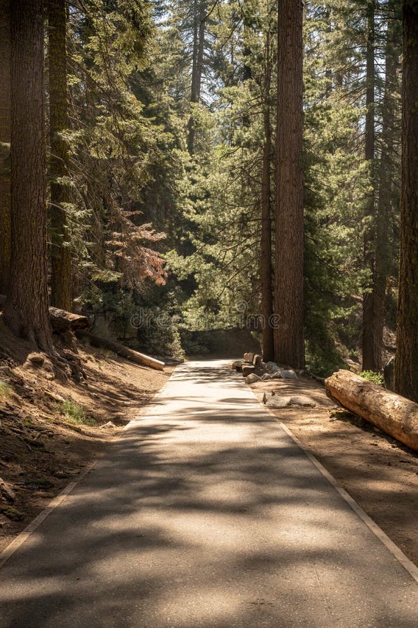 Paved Walkway into the Sequoia Forests of Sequoia National Park Stock