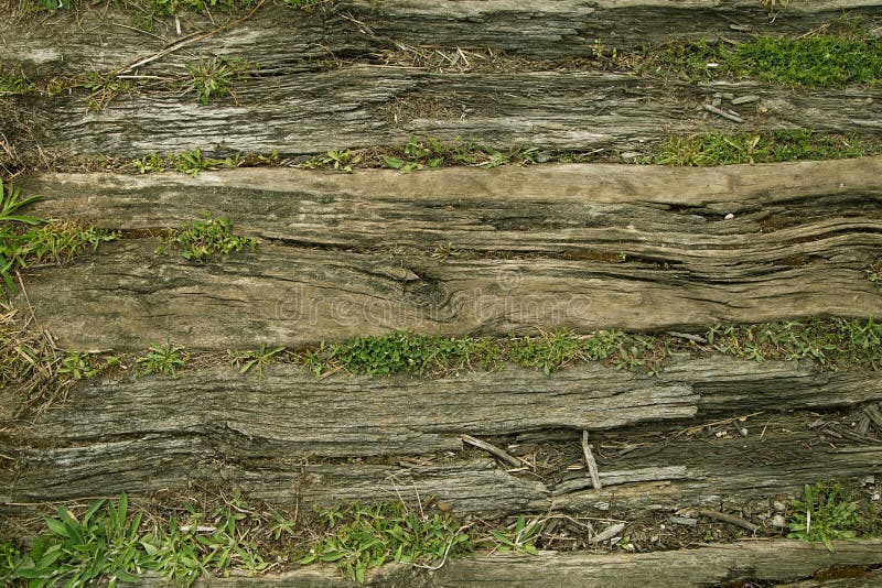 Old Tree Trunks Lying on the Ground Stock Photo Image of wooden, forest 116291048