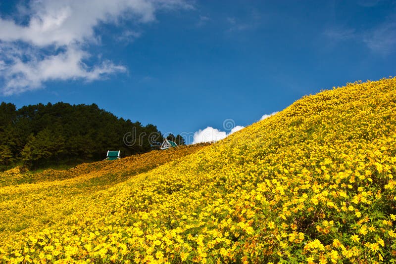 The pavilion in flower yellow field