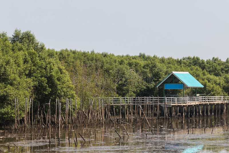 Pavilion in Mangrove Forest Stock Image - Image of estuary, nature