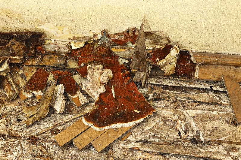 Pavimento di legno decomposto tramite la putrefazione a secco immagini stock Pavimento di legno decomposto tramite la putrefazione a secco immagini stock