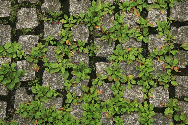 Paving blocks made of old stone with the grass stock photography