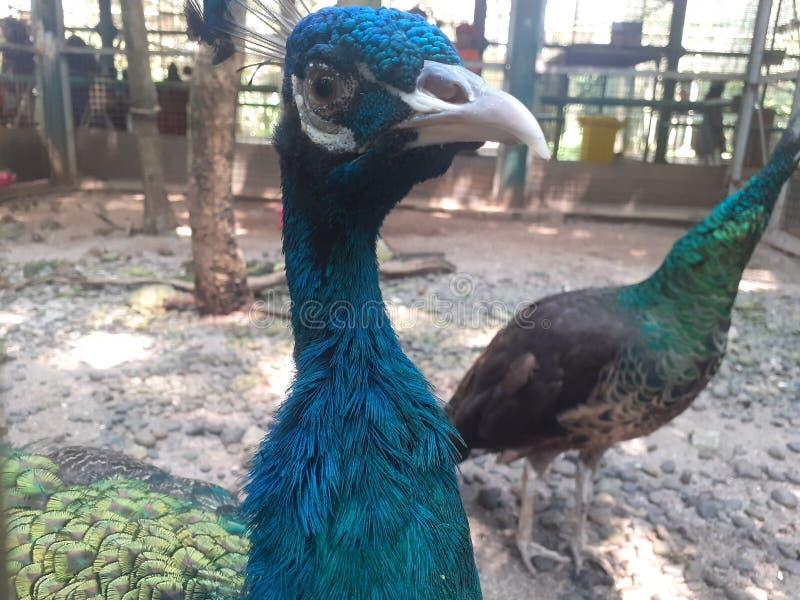 Pavo cristatus, blue peafowl, The beautiful blue peacock seems to be walking around looking around his cage. Pavo cristatus, blue peafowl, The beautiful blue peacock seems to be walking around looking around his cage.