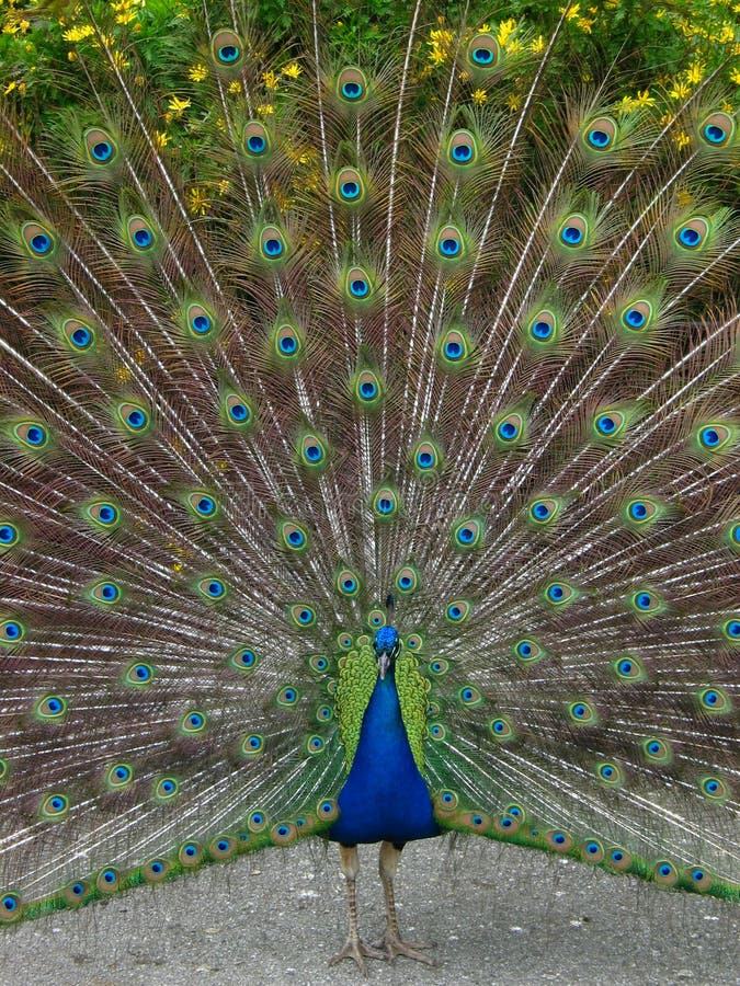 Pavo real fotos de archivo libres de regalías