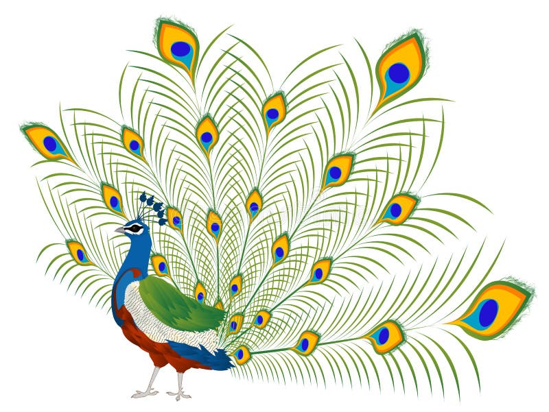 4600 Download Gambar Burung Merak Gratis Gratis Terbaik Gambar Hewan