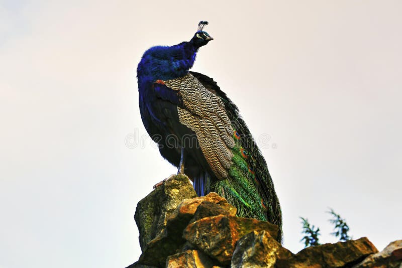 Pavo real foto de archivo libre de regalías Pavo real foto de archivo libre de regalías