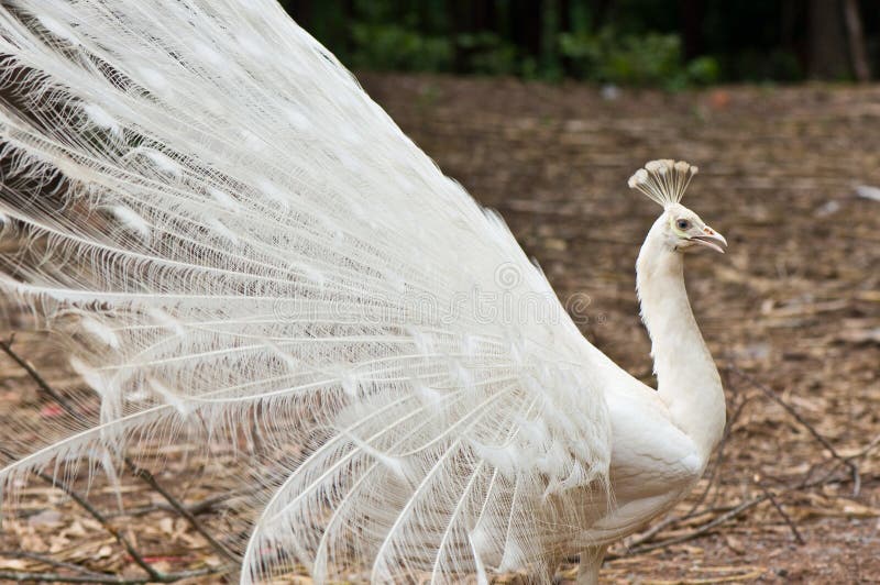 Pavo real blanco foto de archivo. Imagen de brillante 21091350
