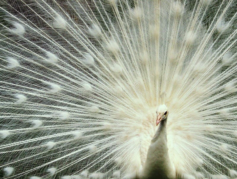 Pavo real blanco foto de archivo. Imagen de peacock, fauna - 4234728