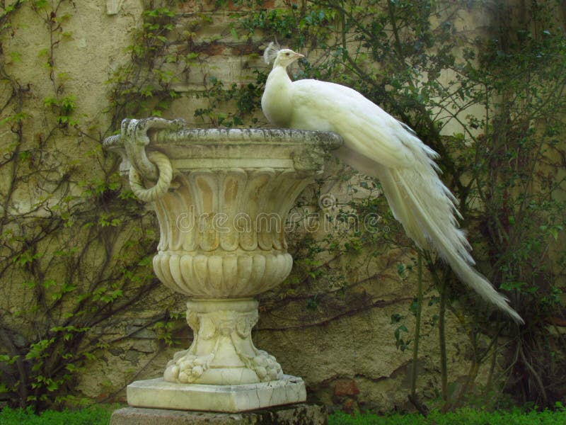 Pavo real blanco que se sienta en maceta decorativa barroca imagen de archivo libre de regalías Pavo real blanco que se sienta en maceta decorativa barroca imagen de archivo libre de regalías