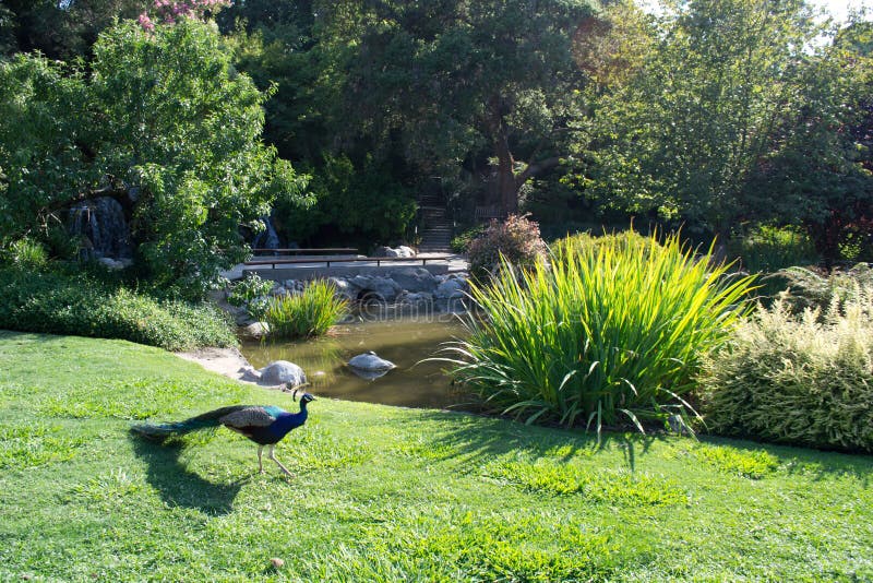 Pavo real con la charca y el jardín del paisaje fotografía de archivo Pavo real con la charca y el jardín del paisaje fotografía de archivo