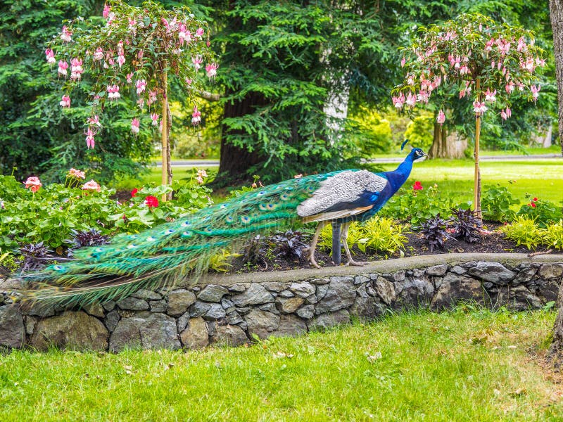 Pavo real en el parque fotografía de archivo libre de regalías Pavo real en el parque fotografía de archivo libre de regalías