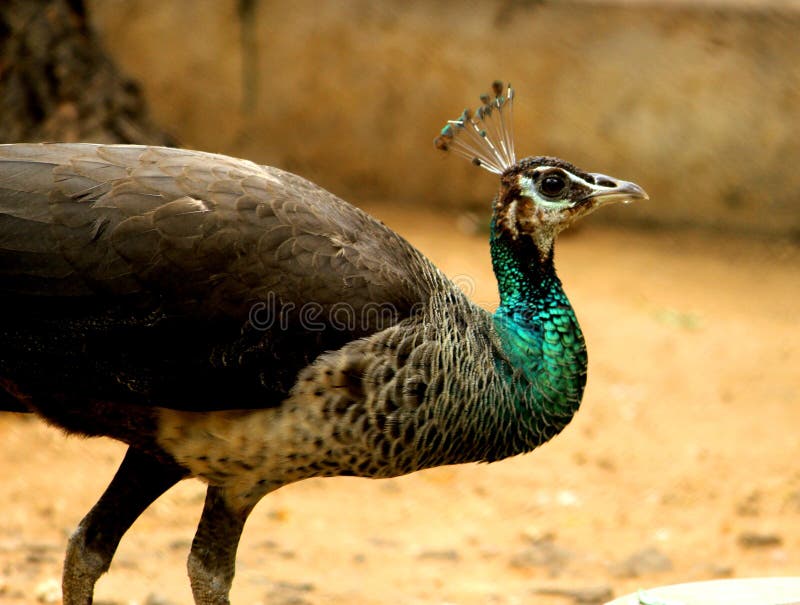 Pavo real femenino hermoso fotos de archivo Pavo real femenino hermoso fotos de archivo