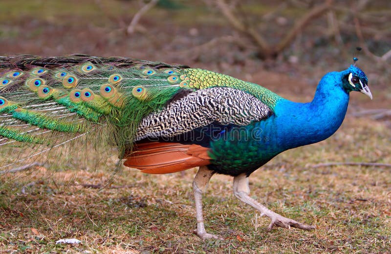 Pavo real - varón fotografía de archivo Pavo real - varón fotografía de archivo