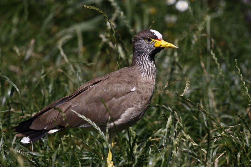 Pavoncella wattled africana fotografia stock Pavoncella wattled africana fotografia stock