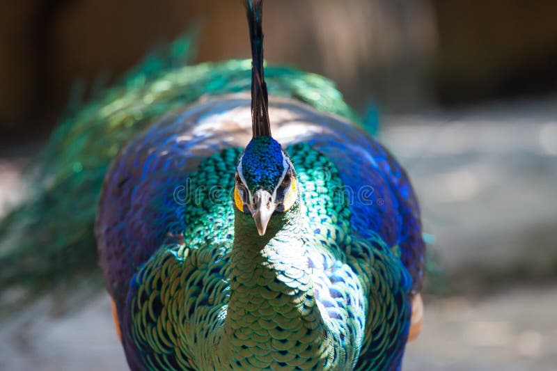 Piume Di Gallo Colorate - Confezione Da 25 Piume, 30.5-35.6cm, Per Costumi, Decorazioni E Artigianato - Foto 11