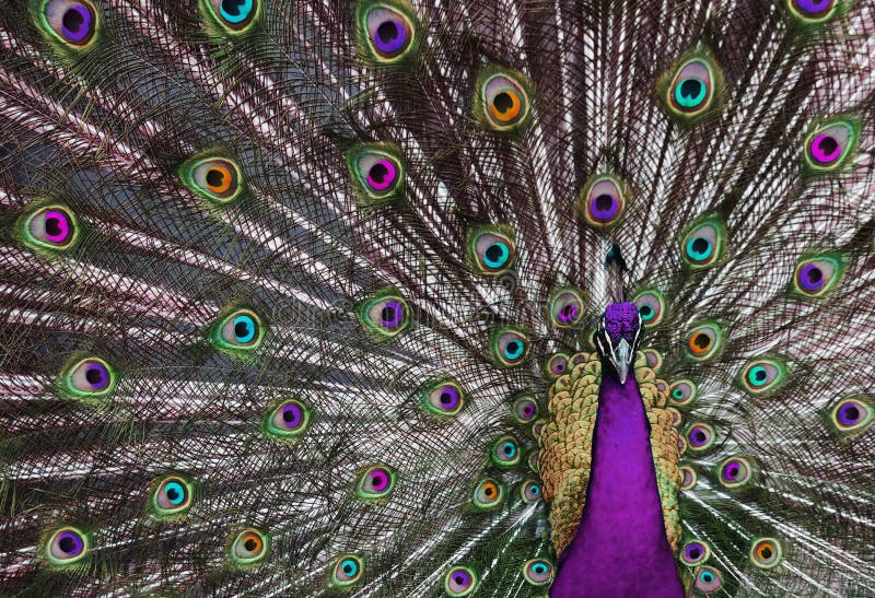 Peacock with his tail feathers on display to attract a mate in unreal beautiful colors. Peacock with his tail feathers on display to attract a mate in unreal beautiful colors.