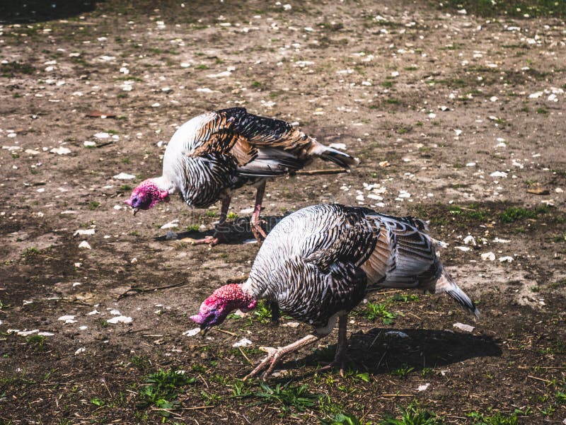 Pavos que caminan en el prado en el campo fotos de archivo libres de regalías Pavos que caminan en el prado en el campo fotos de archivo libres de regalías