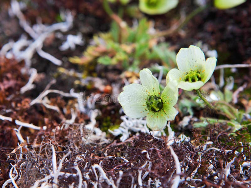 Pavot arctique photo stock. Image du svalbard, archipel 16607608