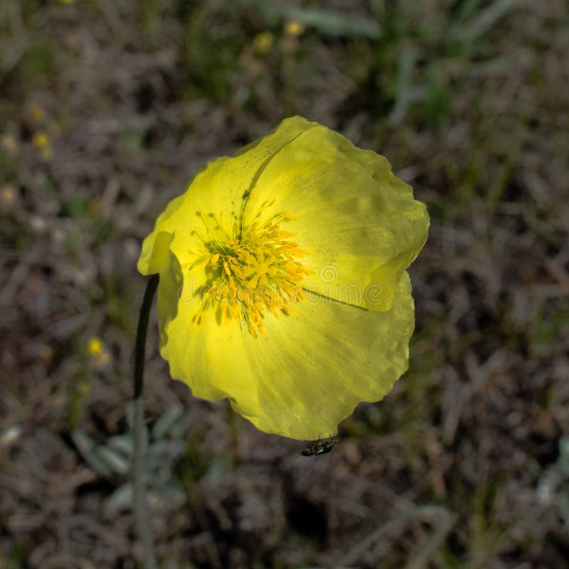 Pavot jaune simple pavot jaune jaune de fleur sauvage photographie stock libre de droits Pavot jaune simple pavot jaune jaune de fleur sauvage photographie stock libre de droits