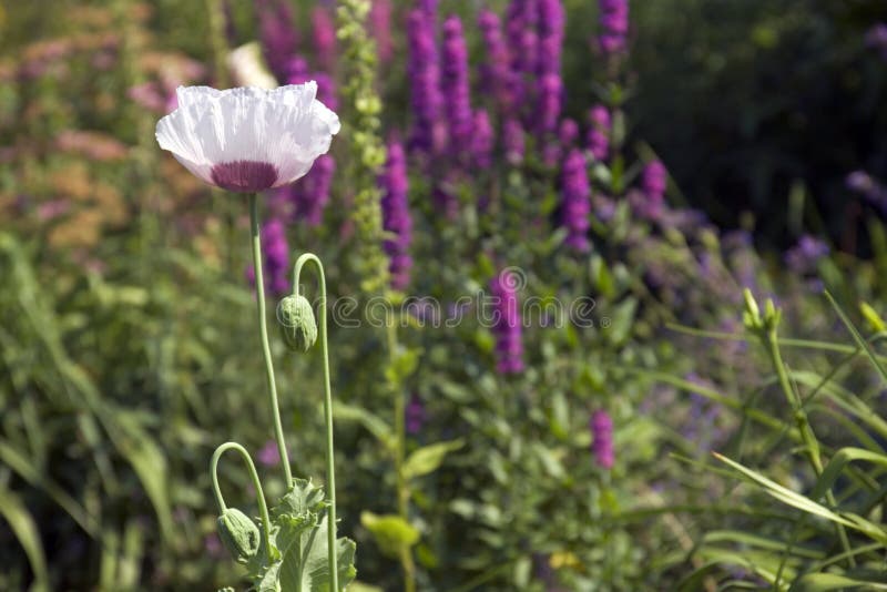 Pavot mauve photo libre de droits Pavot mauve photo libre de droits