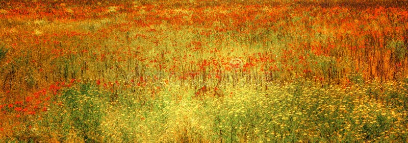 Pavots de floraison en pré, pré fleuri avec des herbes et fleurs d'été, Toscane, Italie photo stock Pavots de floraison en pré, pré fleuri avec des herbes et fleurs d'été, Toscane, Italie photo stock