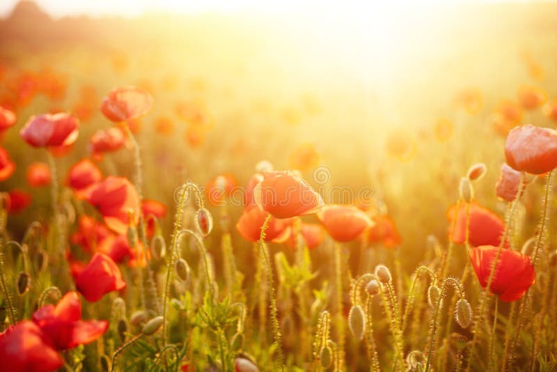 Pavots de floraison scéniques dans la lumière de coucher du soleil d'été photos libres de droits Pavots de floraison scéniques dans la lumière de coucher du soleil d'été photos libres de droits