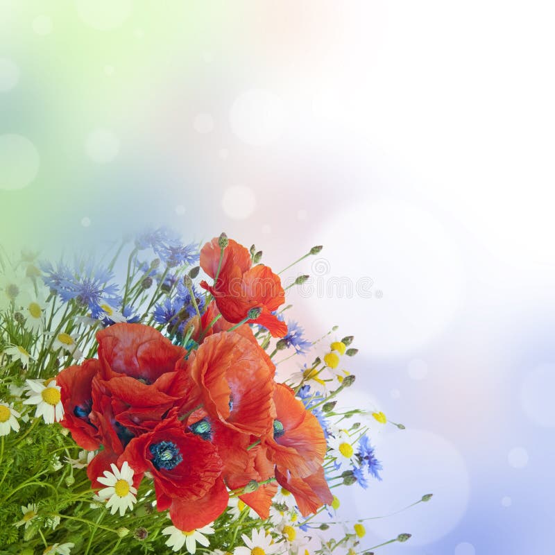 Pavots, marguerites, cornflowers dans le bouquet photo libre de droits Pavots, marguerites, cornflowers dans le bouquet photo libre de droits