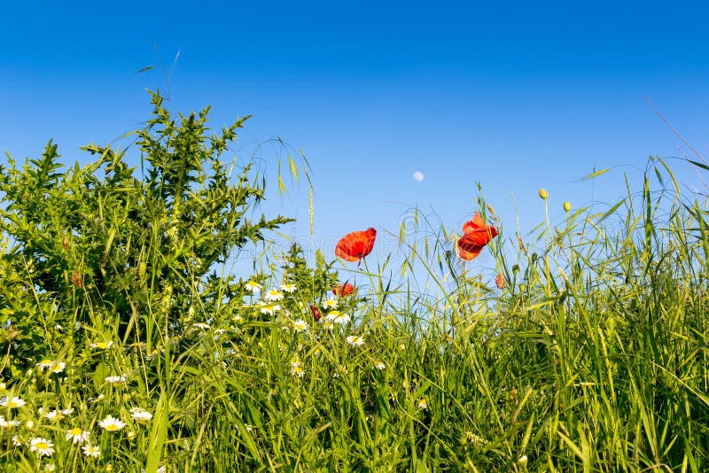 Two poppies, camomiles and grass against the evening blue sky with rising moon. Two poppies, camomiles and grass against the evening blue sky with rising moon