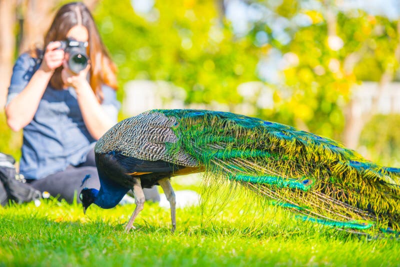 Pavão masculino adulto em um jardim do verão fotos de stock Pavão masculino adulto em um jardim do verão fotos de stock