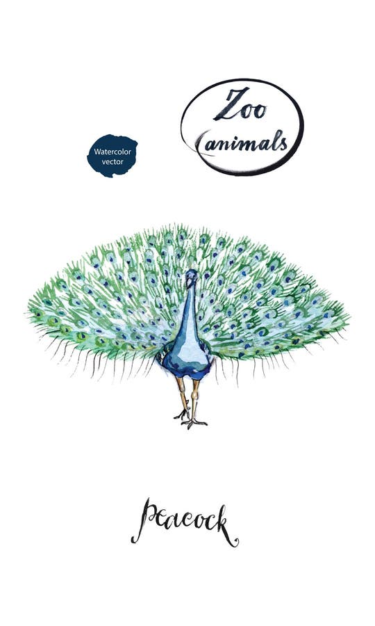 Pavão masculino com a cauda aberta na aquarela ilustração do vetor Pavão masculino com a cauda aberta na aquarela ilustração do vetor