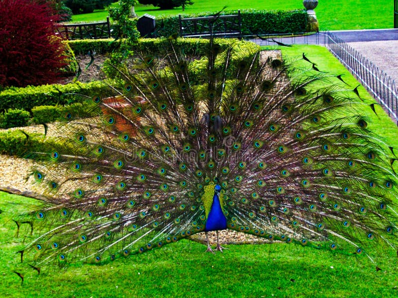 Pavão no indicador cheio fotos de stock royalty free Pavão no indicador cheio fotos de stock royalty free