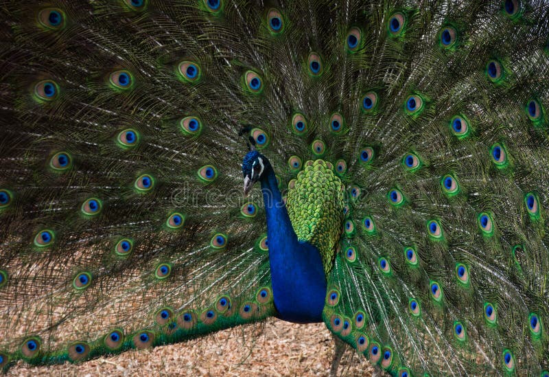 Pavão no Terreiro fotos de stock