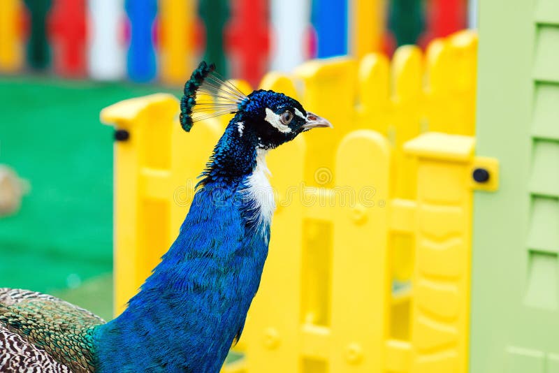 Pavão no zoológico Peacock caminhando perto de casa colorida em um dia ensolarado brilhante Pássaro de pavão ao ar livre em um ja imagens de stock royalty free