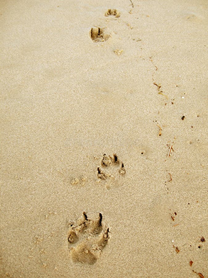 10+ Beach paw prints Free Stock Photos - StockFreeImages