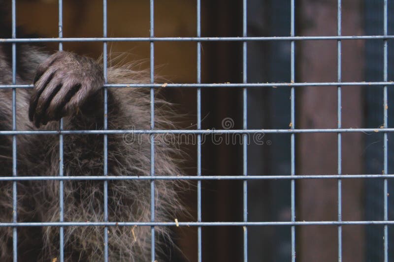 Paw through the cage. animal in captivity. raccoon in the zoo royalty free stock images Paw through the cage. animal in captivity. raccoon in the zoo royalty free stock images