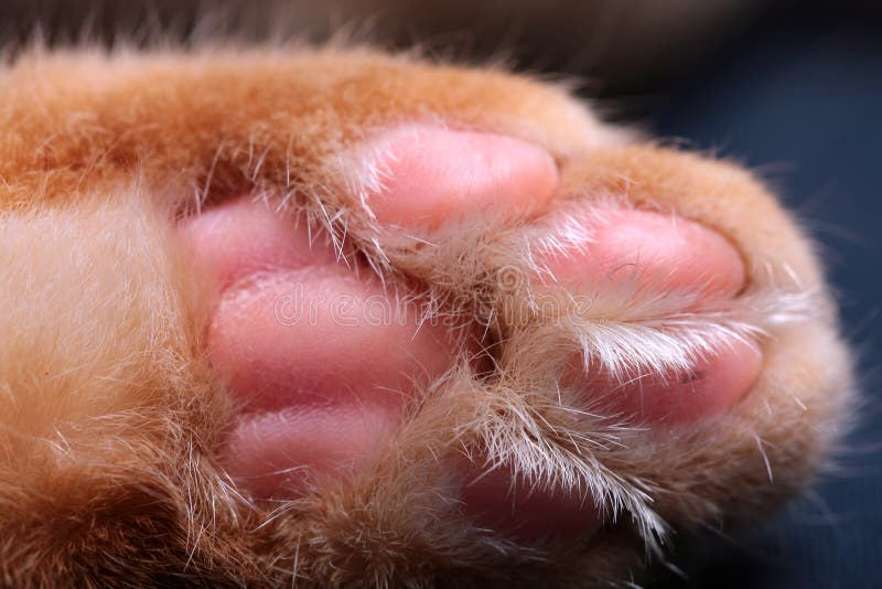 The paw of the ginger cat