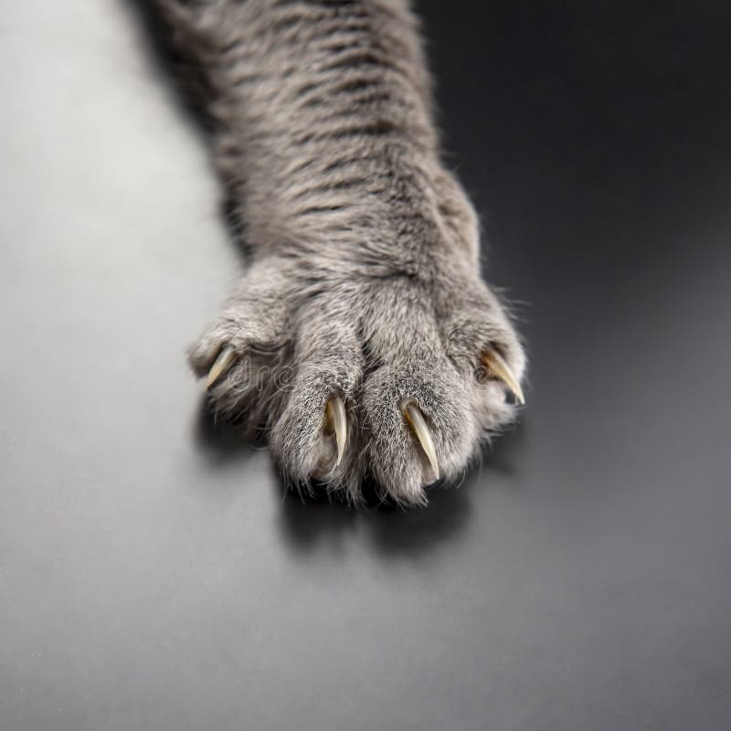 cat cat