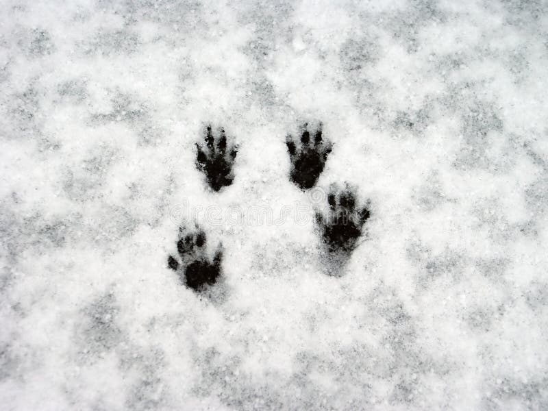 squirrel paw prints squirrel paw prints