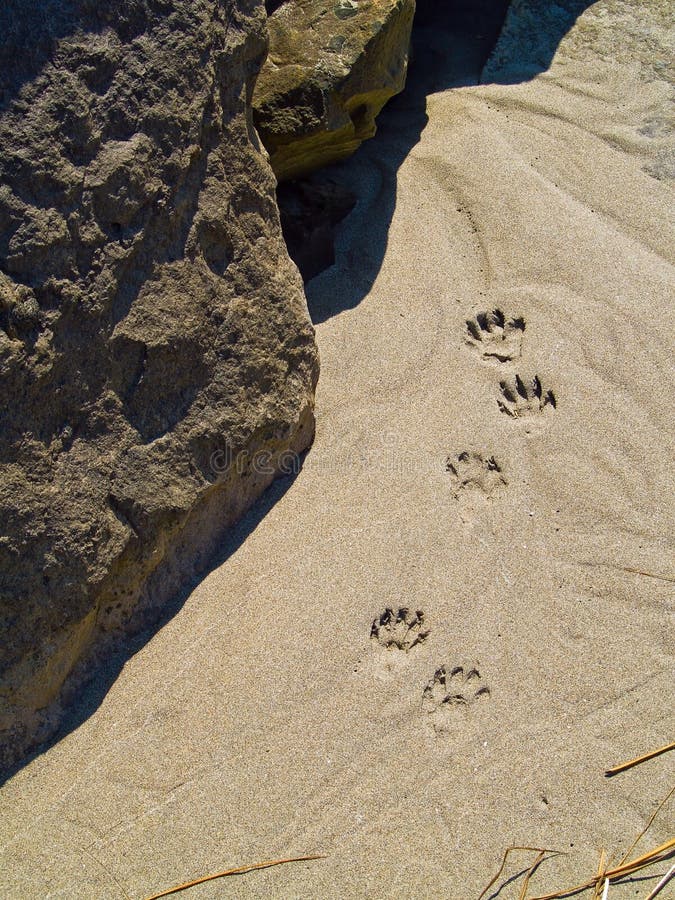paw prints paw prints