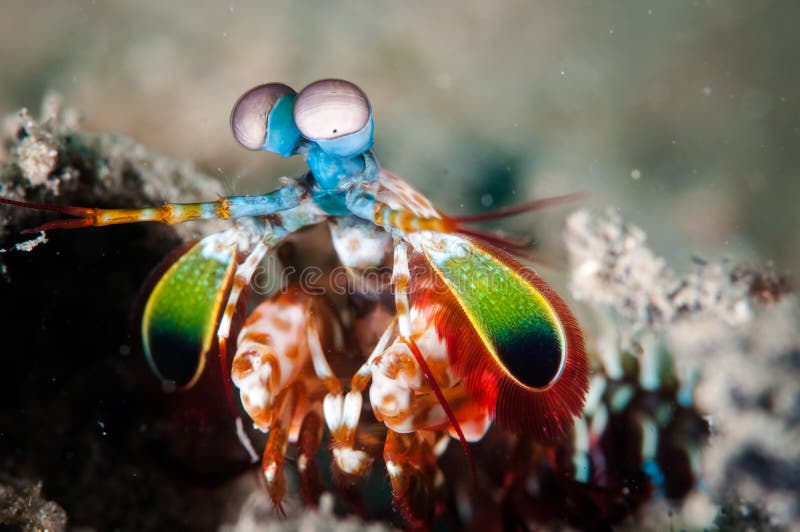 Pawia modliszki garnela w Gorontalo, Indonezja podwodna fotografia obrazy stock Pawia modliszki garnela w Gorontalo, Indonezja podwodna fotografia obrazy stock