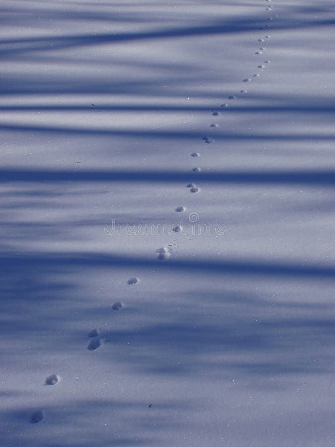 Pawprints in the snow