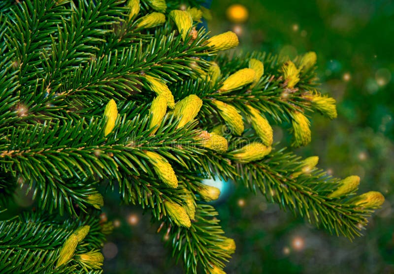 Paws Christmas Trees are Decorated with Bright Colorful Buds, a