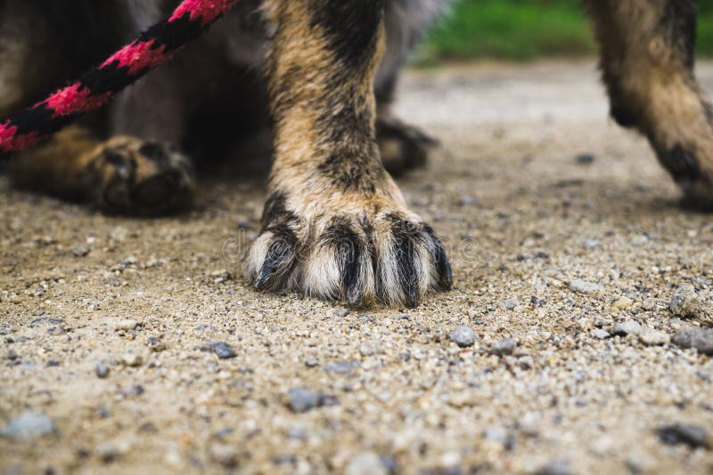 Paws of German Shepherd Dog. Slovakia