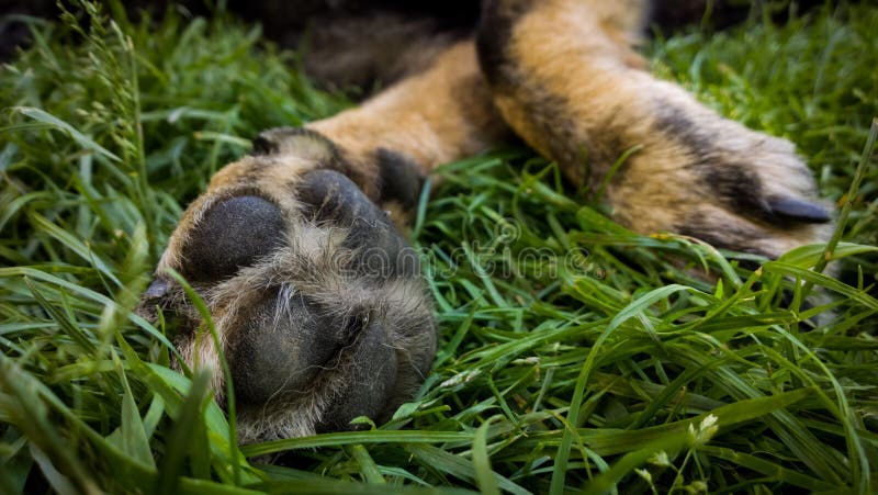 Paws of German Shepherd Dog. Slovakia