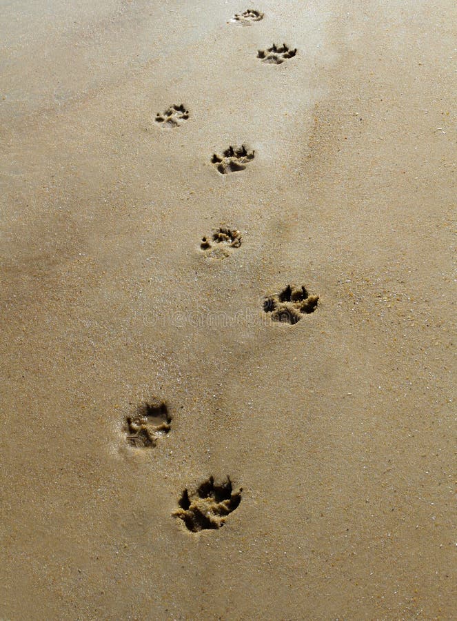 Paws in the Sand stock image. Image of paws, beach, imprints 28440417