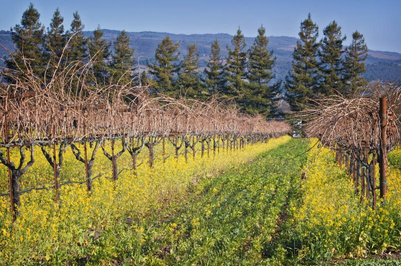 Pays de vin, vigne de Napa Valley, la Californie