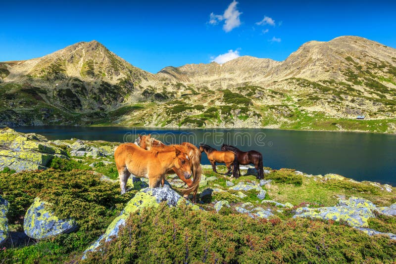 Beautiful summer landscape, horse herd in field near Bucura alpine lake. Mare and foal grazing in Retezat mountains, Carpathians, Transylvania, Romania, Europe. Beautiful summer landscape, horse herd in field near Bucura alpine lake. Mare and foal grazing in Retezat mountains, Carpathians, Transylvania, Romania, Europe