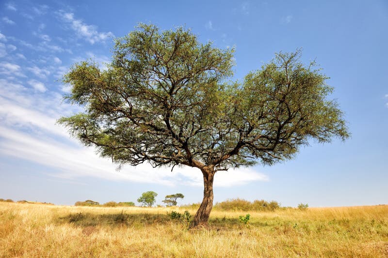 Paysage avec l'arbre en Afrique images stock Paysage avec l'arbre en Afrique images stock