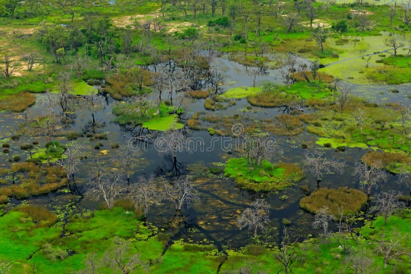 Paysage aérien dans le delta d'Okavango, Botswana Lacs et arbres morts dans l'eau, vue d'avion Végétation verte dans Afr du sud photos libres de droits Paysage aérien dans le delta d'Okavango, Botswana Lacs et arbres morts dans l'eau, vue d'avion Végétation verte dans Afr du sud photos libres de droits